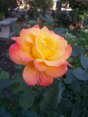 This old house: First Rose