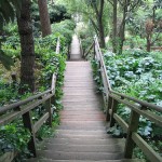A filbert Street Steps pic! walking the steps