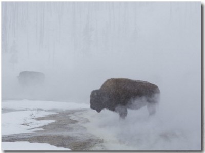 American Bison Graze in a Cloud of Fog Caused by Melting Snow Buy at Art.com