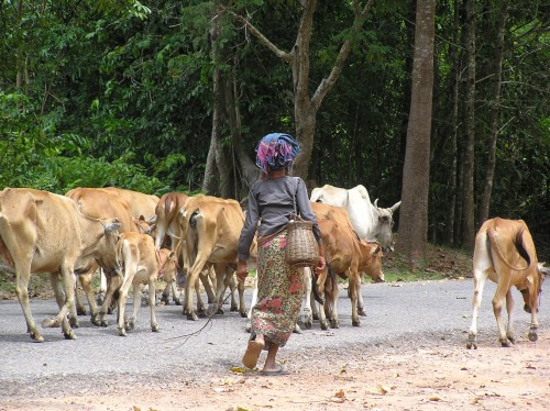 Cowherd-in-Cambodia-pic-Natasha-von-Geldern Cowherd-in-Cambodia-pic-Natasha-von-Geldern