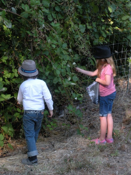 Making the Most of Seasonal Eating: Jakers and Sweet Petite pickin' blackberries Making the Most of Seasonal Eating: Jakers and Sweet Petite pickin' blackberries