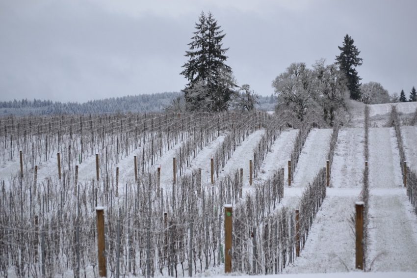 Preparation and Living the American Dream: Vineyard in Willamette Valley Snow Preparation and Living the American Dream: Vineyard in Willamette Valley Snow