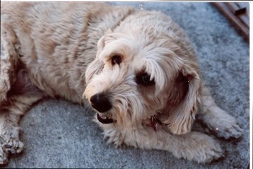 tip - tell your story without hating the cats photo of my dog Daisy