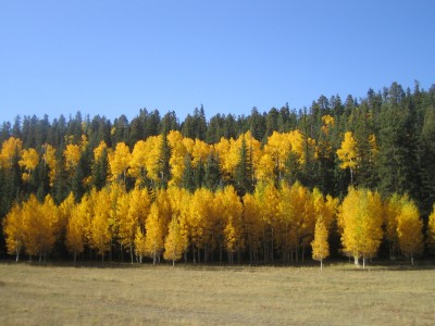 Fall-in-Flagstaff Arizona Fall in Flagstaff Arizona