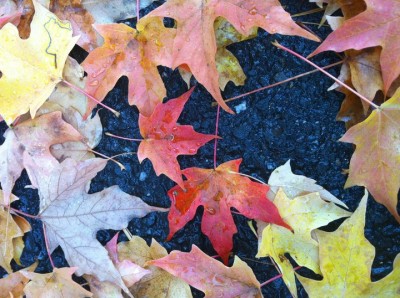 Fall-in-New-York Fall leaves in New York