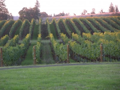 Fall-in-Oregon Fall vineyards in Oregon