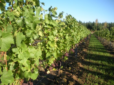 Fall-in-Oregon-Wine-Country Fall in the Oregon Wine COuntry