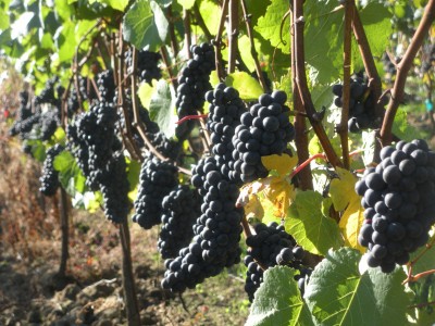Fall-in-Oregon-Winery Oregon wine grapes ath the fall harvest