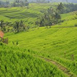Jatiluwah rice terraces, Bali (pic - Natasha von Geldern)