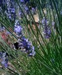 my garden
