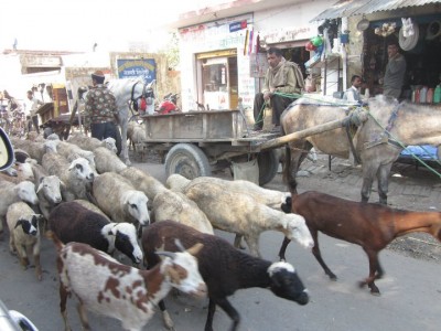 Sheep in the Roads Surrendering