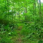 Enjoy Meditating In a Rain Forest While Expanding Your Business With Shallie Bey