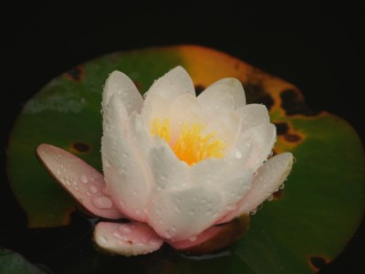 Winery Flower