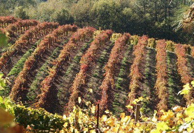Apple Hill California