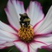 bee2