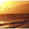 Birds flying over the beach