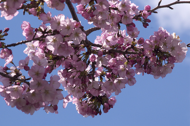 To Live Your Dreams Spring Into Action - Cherry Blossoms To Live Your Dreams Spring Into Action - Cherry Blossoms