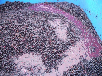 Crushed grapes Sonoma County CA