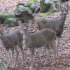 deer watching me sweat Out The Dream Organization Ideas