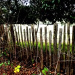 How A Forgotten File Lets Me Dream Without Fear