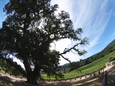 jack london  fall Sonoma California