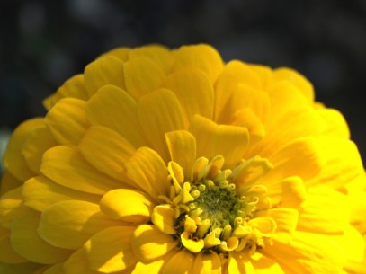 flower photograph by Remy Gervais flower photograph by Remy Gervais