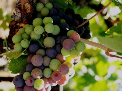 grapes of northern california