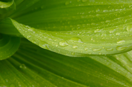 green-leaf-growing