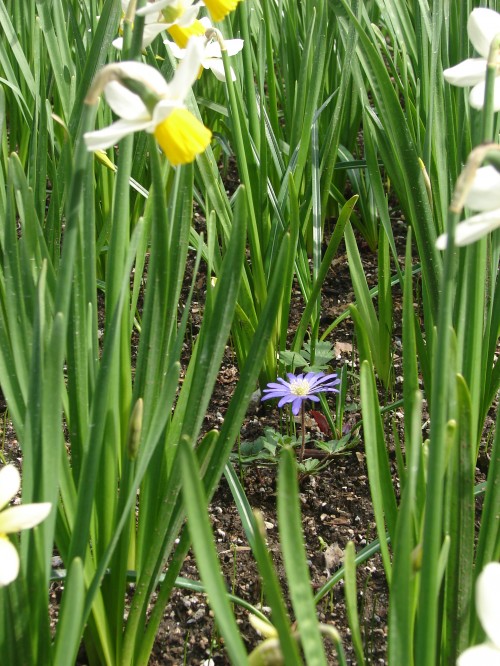 Our Mentors: Flower among daffodils