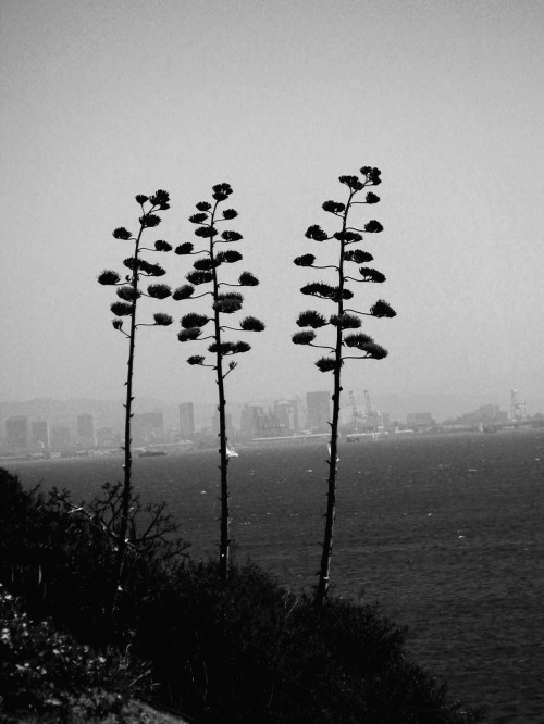 San Francisco: City Through the Trees, photo by Remy Gervais San Francisco: City Through the Trees, photo by Remy Gervais