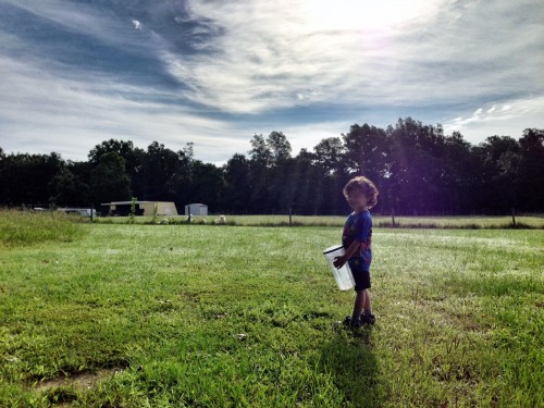 iphone photos of life on a farm Feeding the chickens