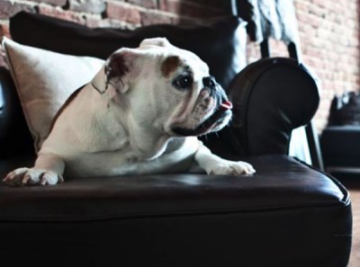 the-foundary-mascot