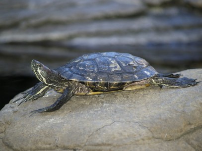 turtle photography by Remy the photographer turtle