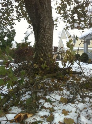What Surviving a Blizzard Taught Me About Love - Downed tree What Surviving a Blizzard Taught Me About Love - Downed tree