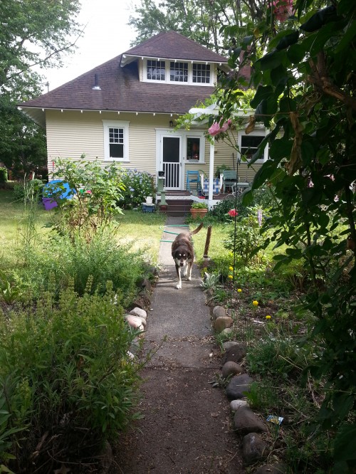 Women Starting Over - Say Hello To Your Next Boss: Home Remodeling: My new home and dog, Togo